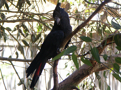 Cacatua nero lucente