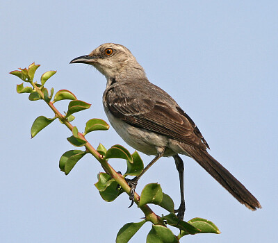 פאזל של Mimo tropicale