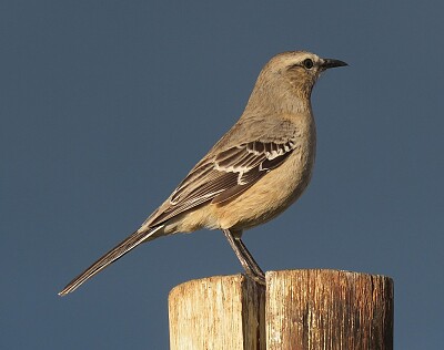 Mimo di Patagonia