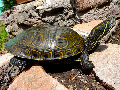 Scivolatrice mesoamericana orientale