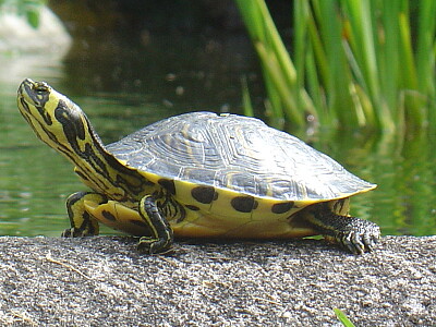 Palustre americana