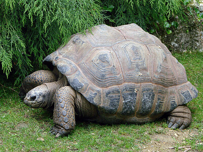 פאזל של Gigante di Aldabra