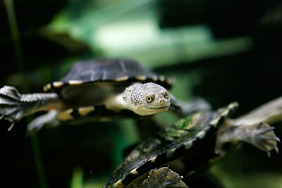 Chelodina dal collo di serpente