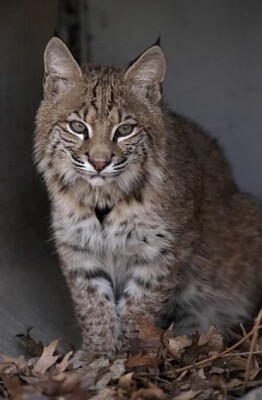 Bobcat