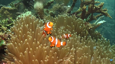 nemo jigsaw puzzle