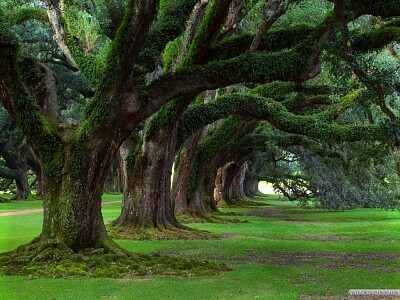 Nature jigsaw puzzle