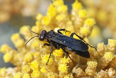 Agenioideus sp. jigsaw puzzle