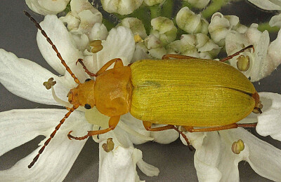 Cteniopus sulphureus