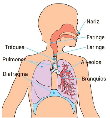 פאזל של Sistema Respiratorio