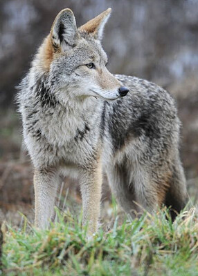 lobo jigsaw puzzle