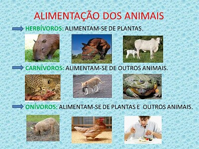 AlimentaÃ§Ã£o dos animais