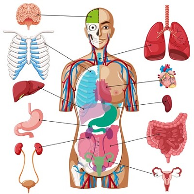 5Âº ano - corpo humano