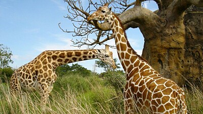 פאזל של Girafas