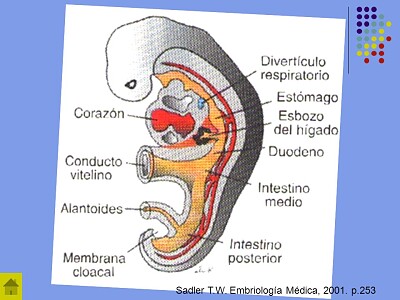 פאזל של embrio respi