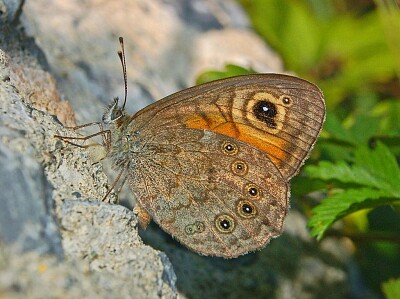 Lasiommata marea