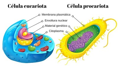 la celula