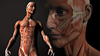 CUERPO HUMANO