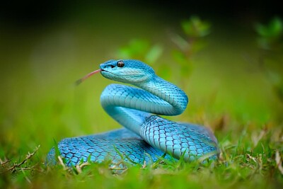 Serpiente