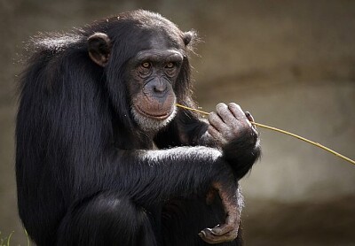 ChimpancÃ© jigsaw puzzle