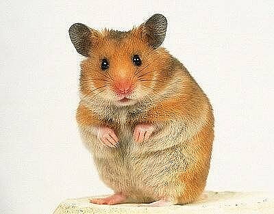 Hamster jigsaw puzzle