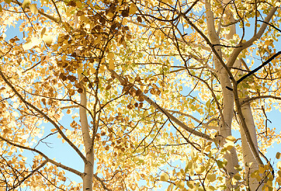 פאזל של Backlit Trees