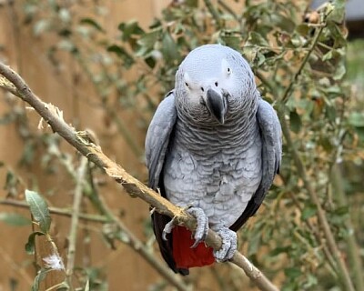 Gray Parrot jigsaw puzzle