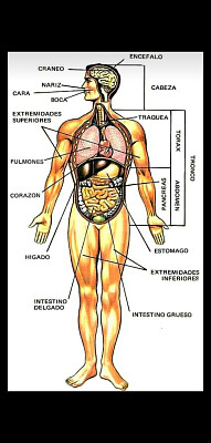 פאזל של Partes del cuerpo humano