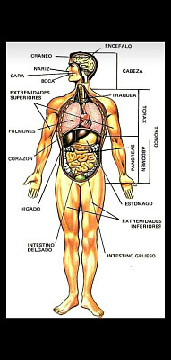 Partes del cuerpo humano