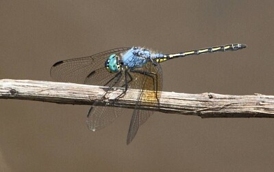 Trithemis stictica