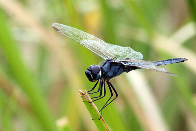 Urothemis edwarsii jigsaw puzzle