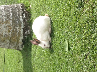 Rabit