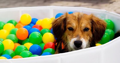 Piscina de bolinhas e doguinho