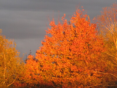 Red tree backed by stormclouds