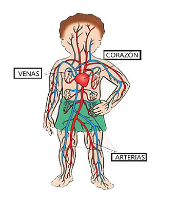 פאזל של Sistema circulatorio