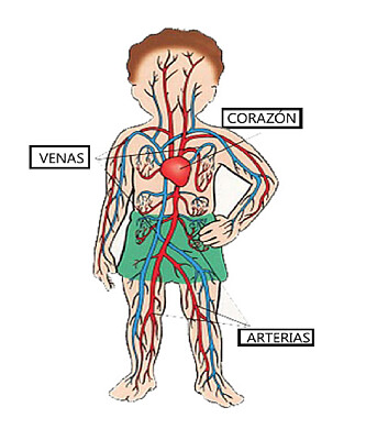 Sistema circulatorio jigsaw puzzle