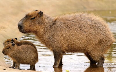 פאזל של CAPIVARA