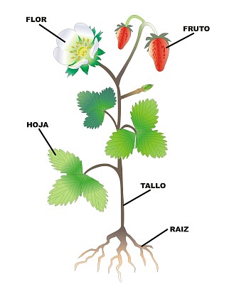 פאזל של partes de la planta