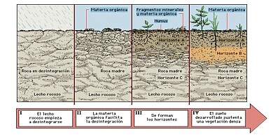 FormaciÃ³n de Suelos