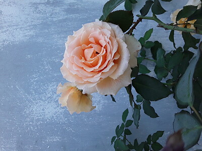Rosa del jardin.