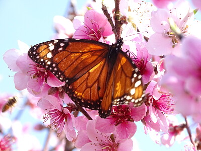 פאזל של Mariposa