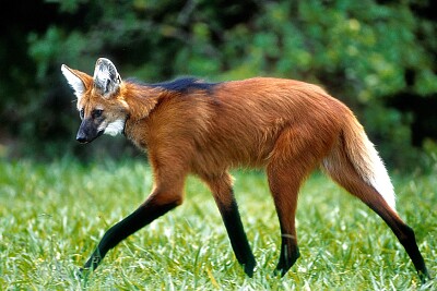 Lobo GuarÃ¡