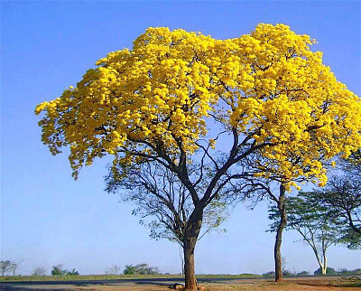 IpÃª amarelo jigsaw puzzle