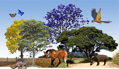 Cerrado jigsaw puzzle