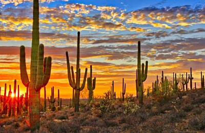 Arizona Cacti