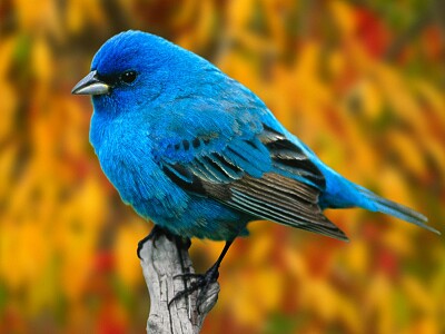 Blue Bird