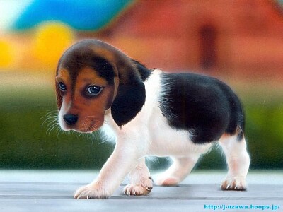 Beagle Puppy jigsaw puzzle