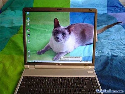 פאזל של Cat Screensaver