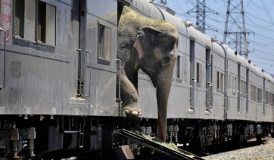 Elephant Station