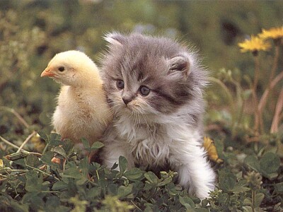 Chick and Kitty jigsaw puzzle