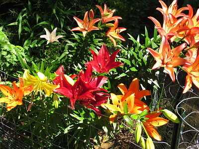 Asiatic lilies